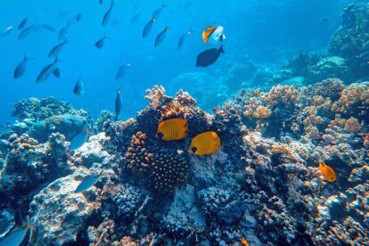 Underwater Photography of Fish - By Francesco Ungaro on Pexels