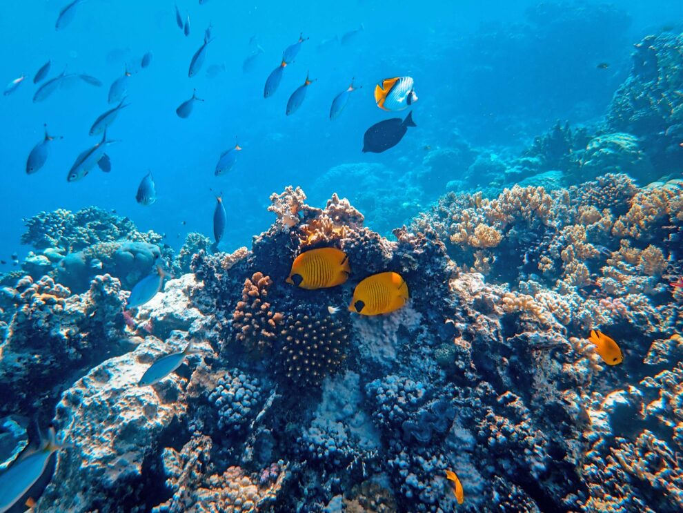 Underwater Photography of Fish - By Francesco Ungaro on Pexels