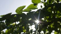 Sun shining through green leaves