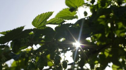 Sun shining through green leaves
