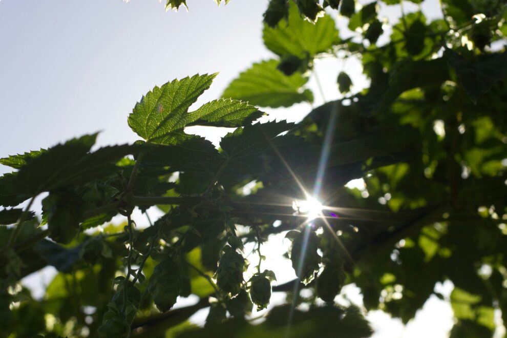 Sun shining through green leaves